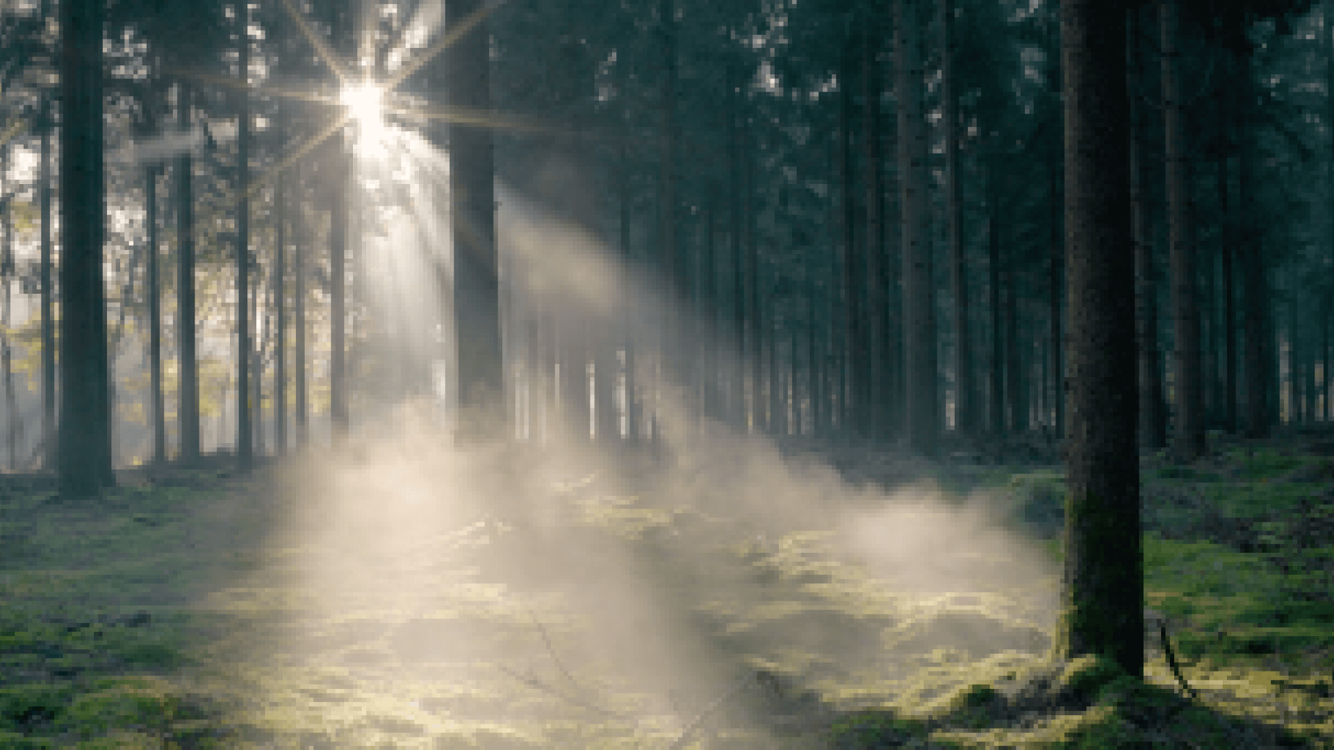 Sunlight streaming through trees onto mossy floor